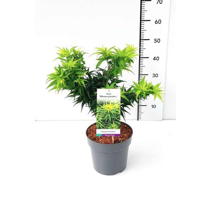 Acer palmatum Mikawa-yatsubusa  30-40 CM C5