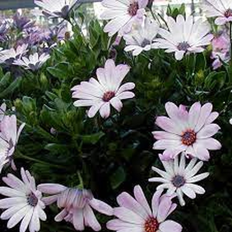 African Daisy (Osteospermum Ecklonis Prostratum)