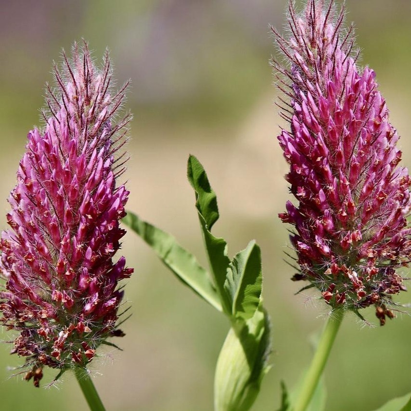 Alaskan Burnet (Sanguisorba Menziesii)
