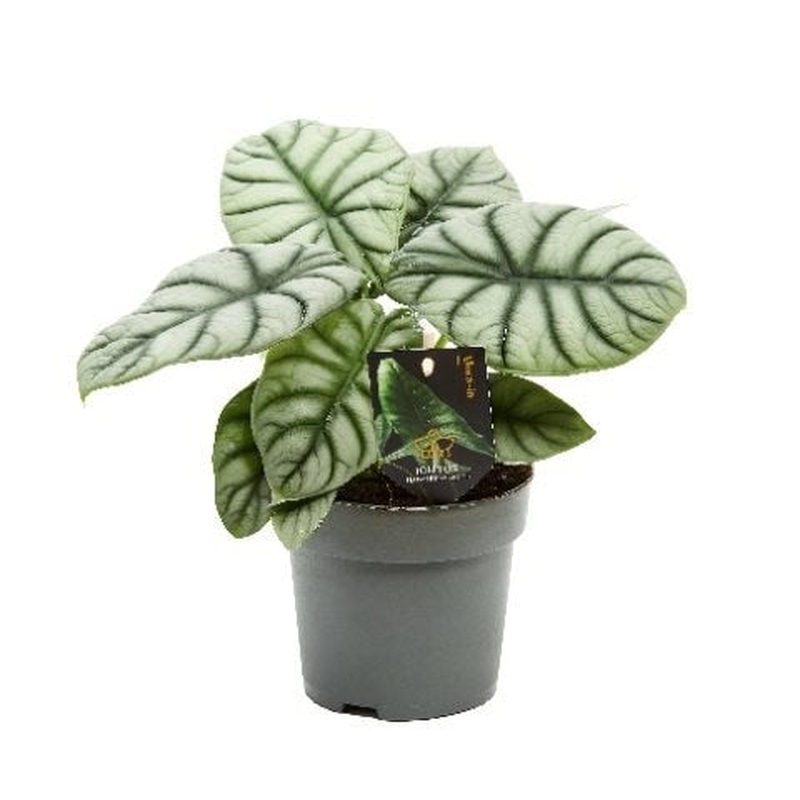 Alocasia Silver Dragon (14cm Pot)