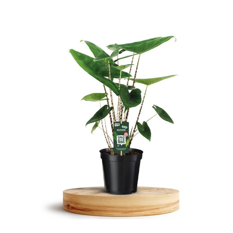 Alocasia Zebrina  P19