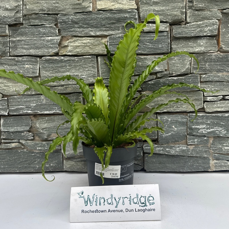 Asplenium ant. Osaka  P17