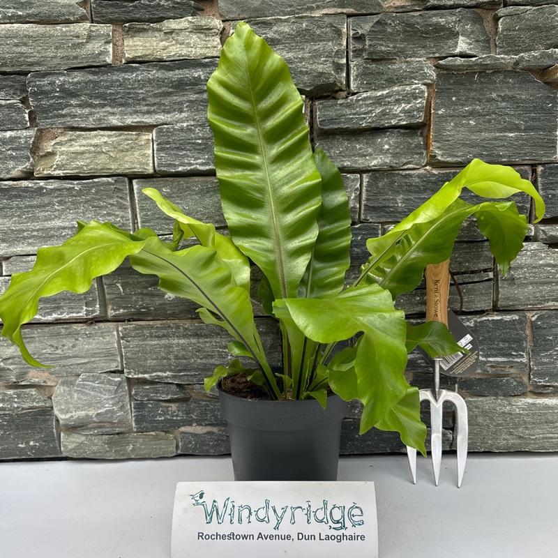 Asplenium nidus  P17