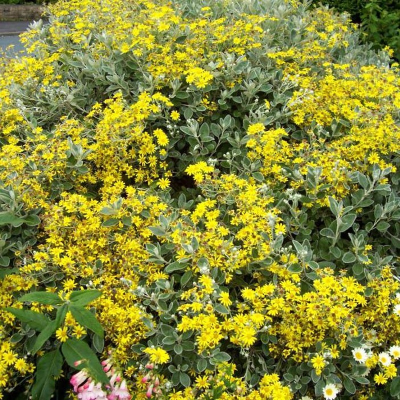 Brachyglottis Sunshine  2 Ltr pot