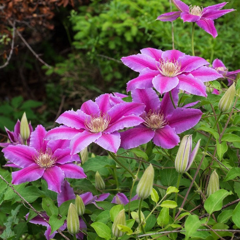 Clematis Dr Ruppel