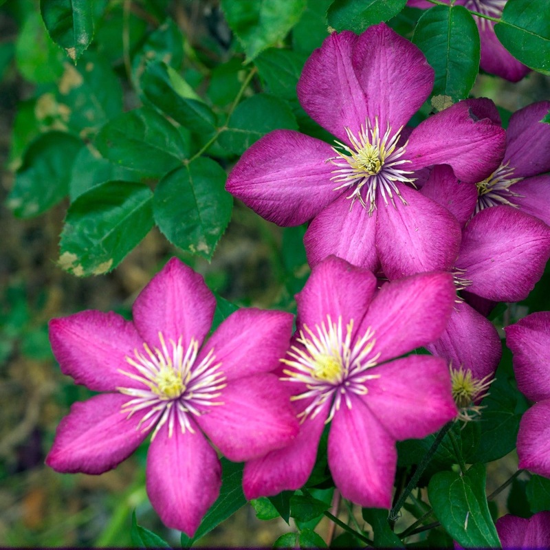 Clematis Ville de Lyon  S-pot(2,25 L)