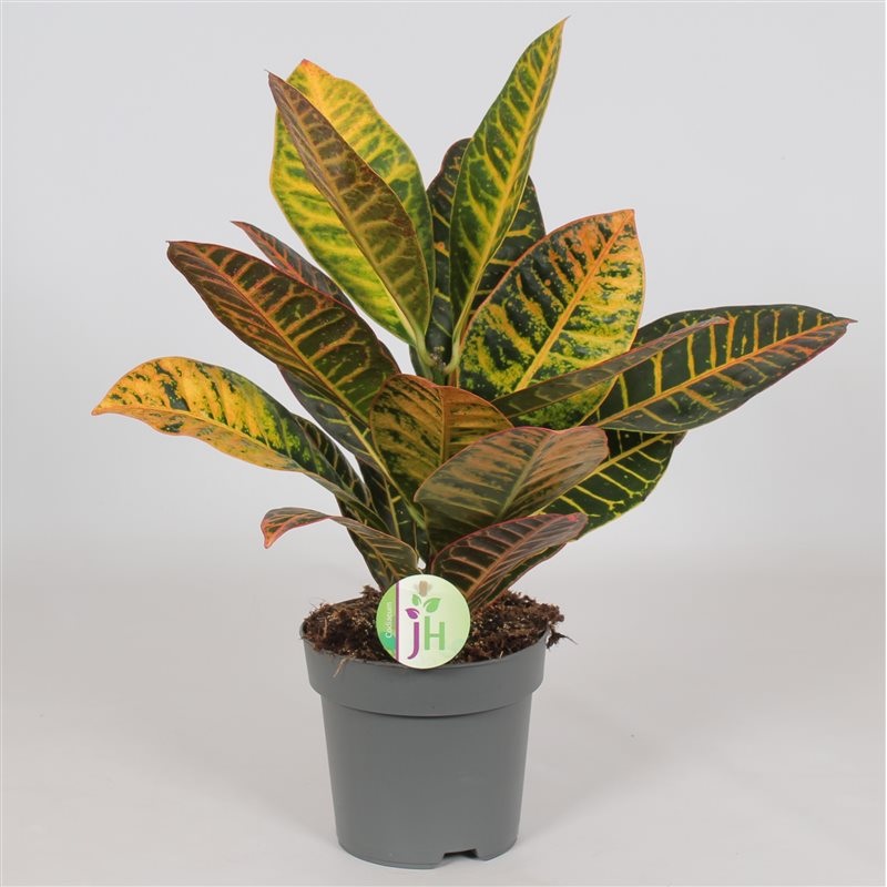 Codiaeum var. Petra  P17