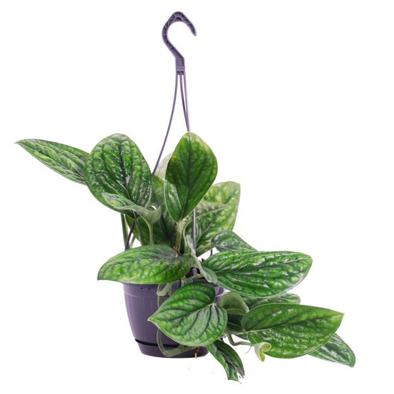 Epipremnum pinn. Marble Planet   P15 hanging pot