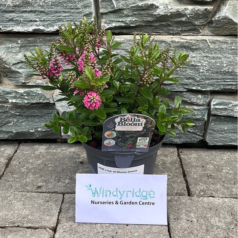 HEBE x hyb. All Blooms Samona