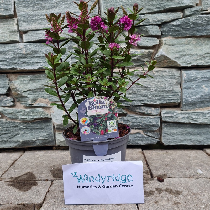 HEBE x hyb. All Blooms Sarena