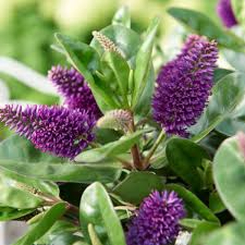 HebeDonna Alexa  3 Ltr pot