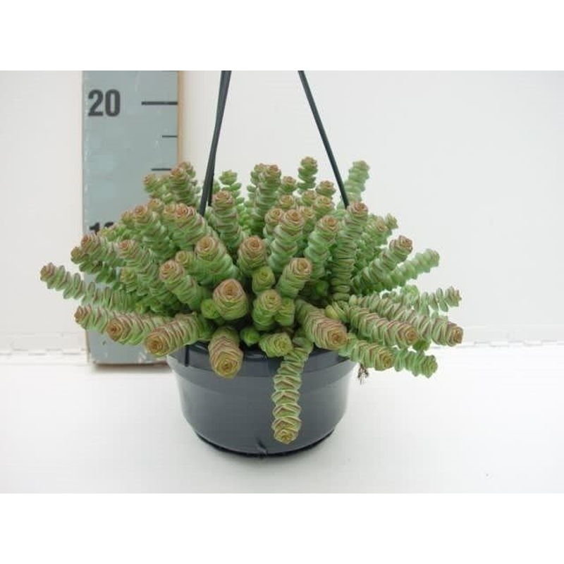 Jade Necklace Vine Crassula Hottentot (14cm Hanging Pot)