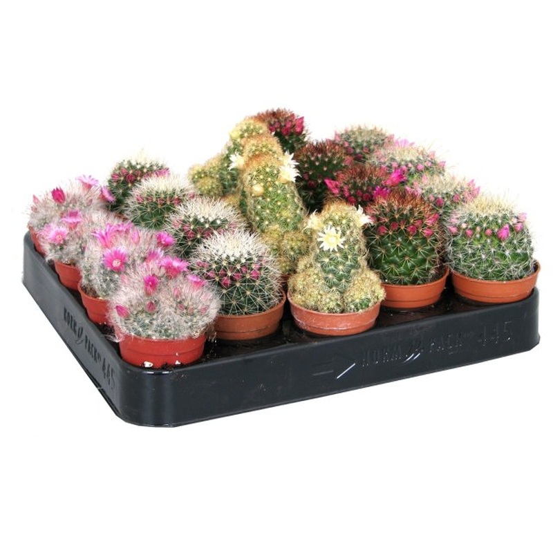 Mammillaria mix  P 5,5