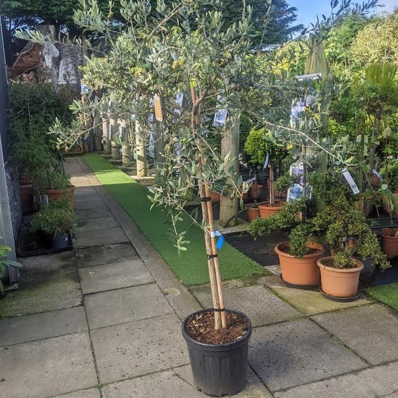 Olive Tree OLEA europea  10+   Std    25L