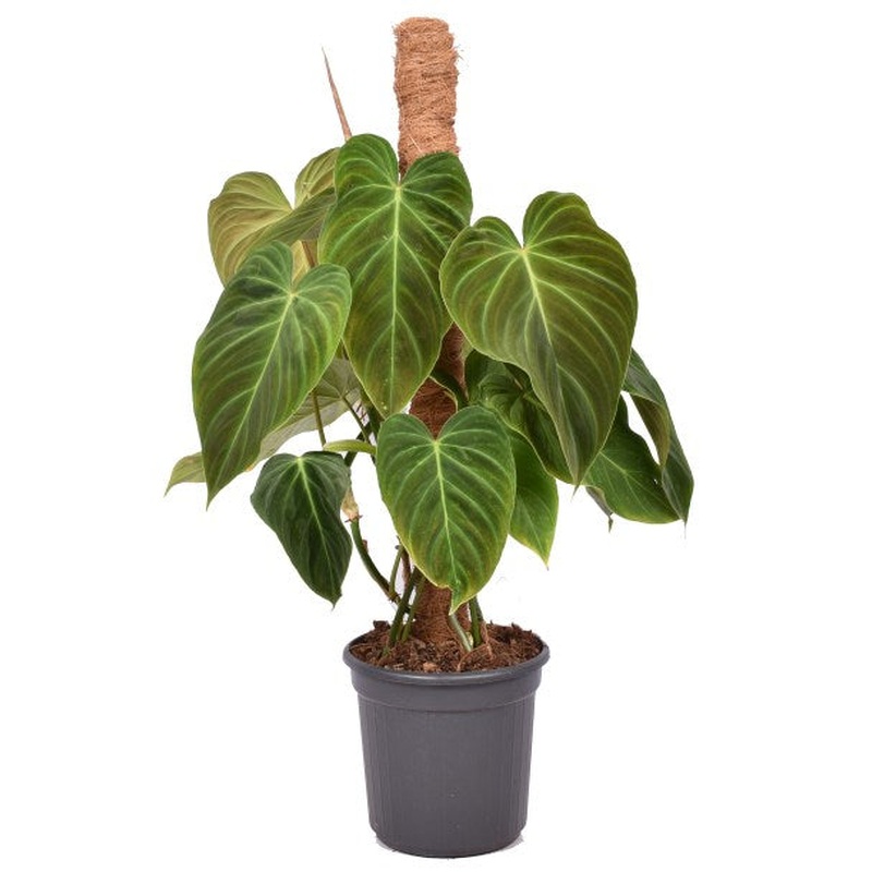 Philodendron Splendid  P16  mosspole