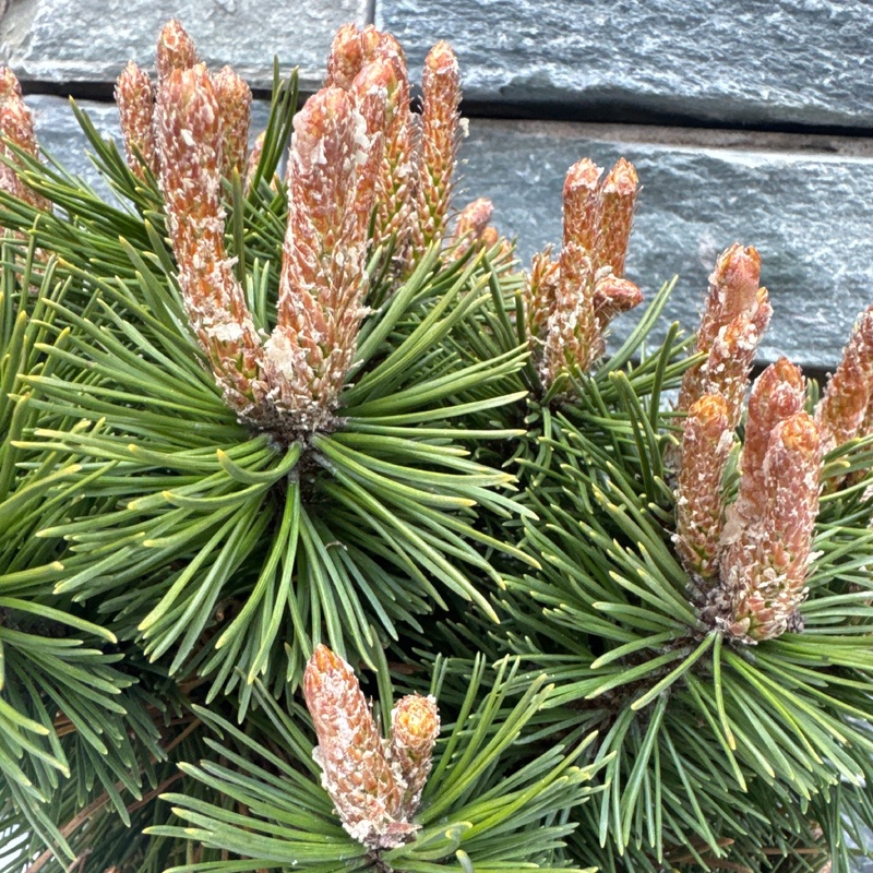 Pinus mugo Benjamin  5 Ltr pot