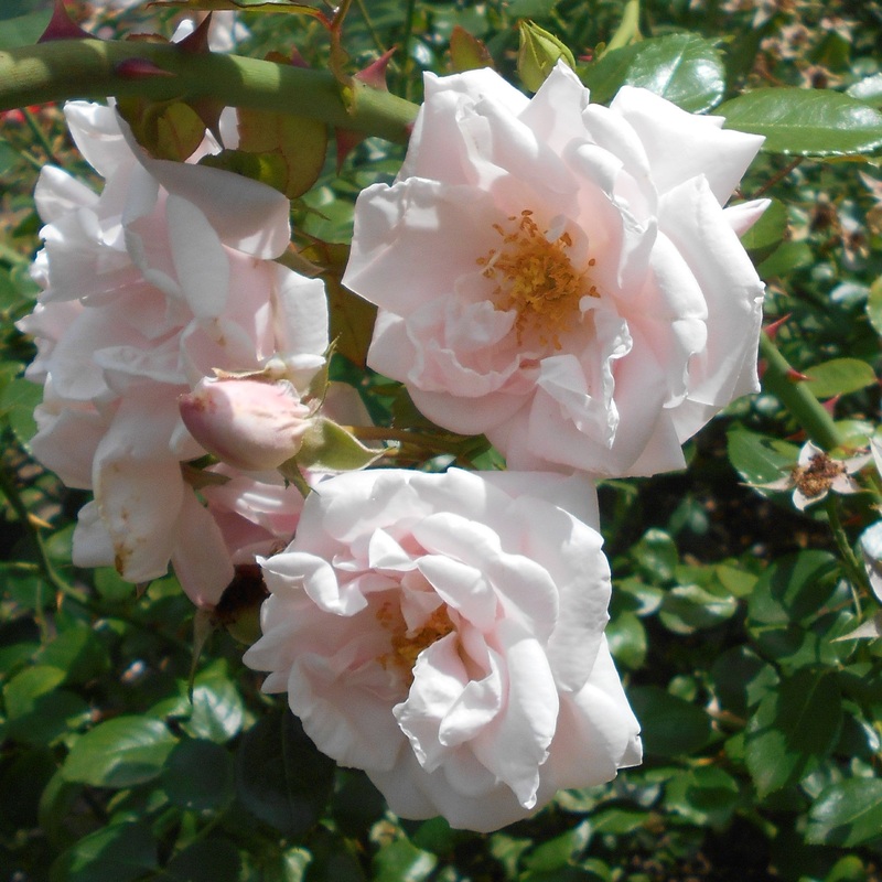 Rosa New Dawn 2.25 Ltr Pot