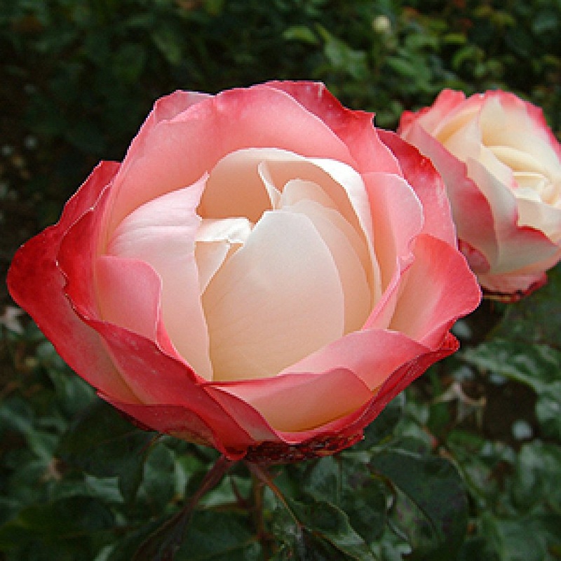ROSA NOSTALGIA Std 10ltr
