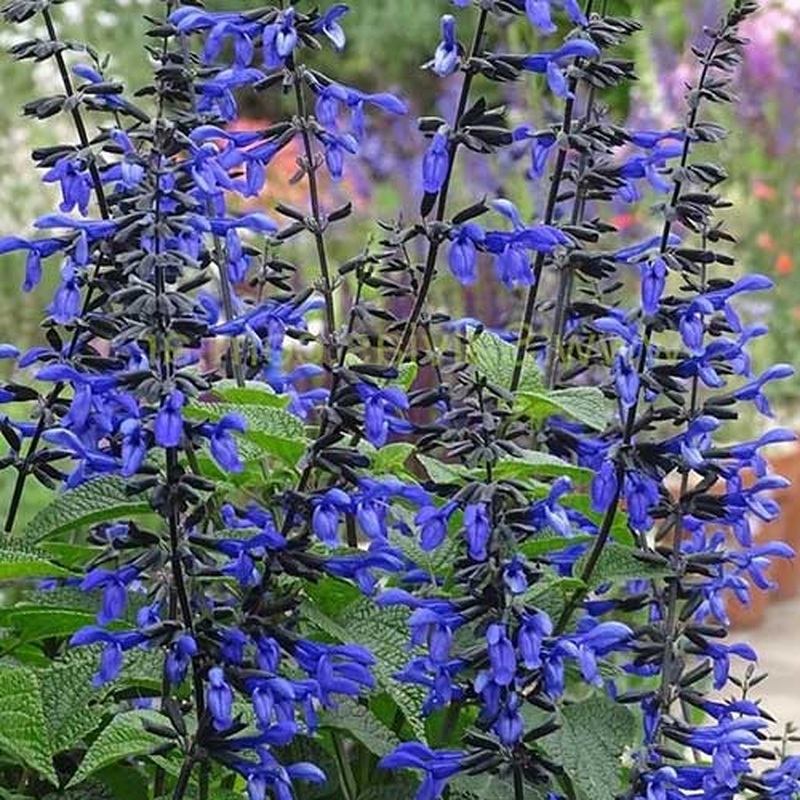 Salvia Black And Bloom (Salvia guaranitica)