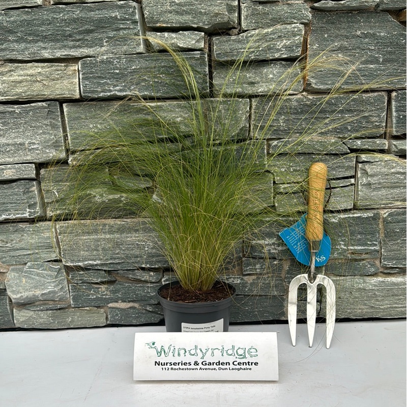 STIPA tenuissima Pony Tails