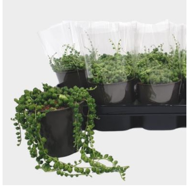 String Of Pearls Senecio Rowleyanus (12cm Pot)