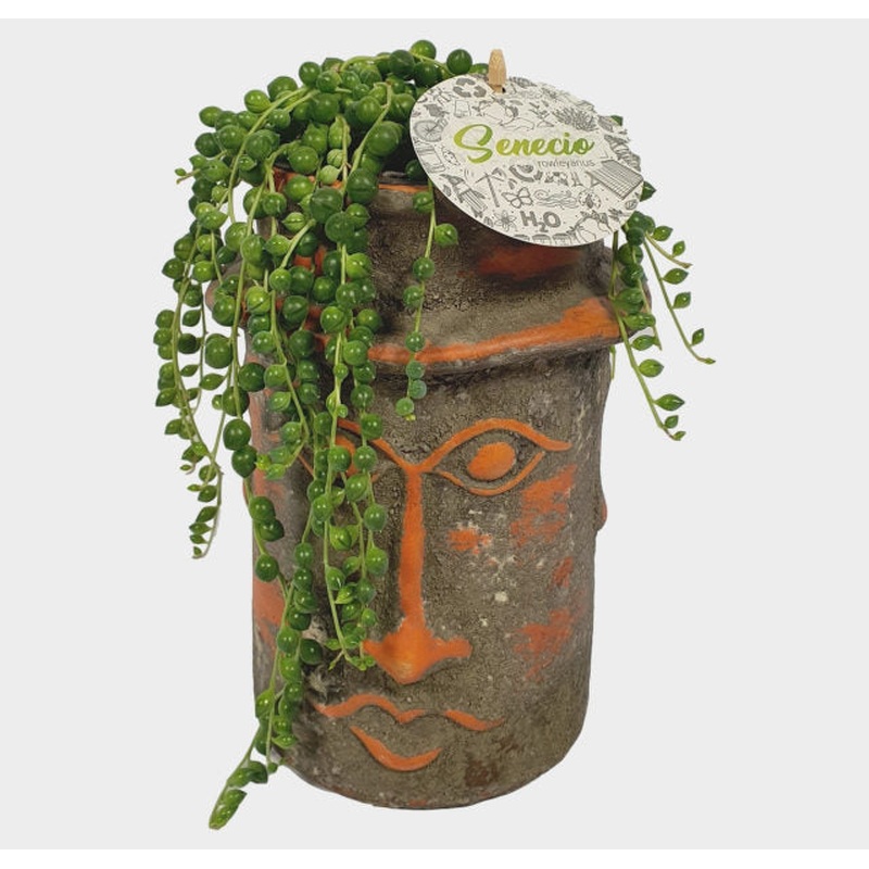 String Of Pearls Senecio Rowleyanus (15cm Ceramic Pot)