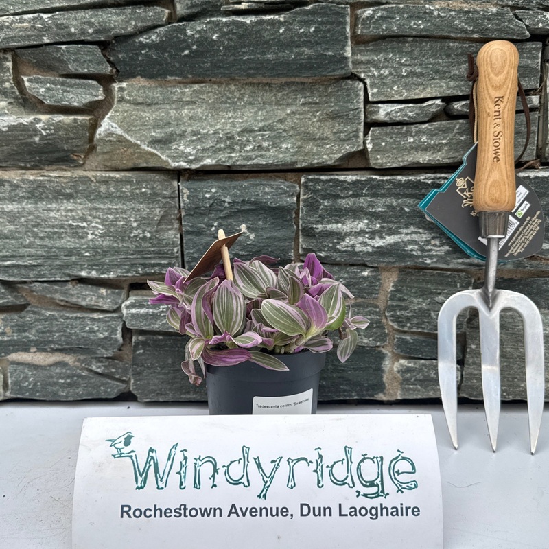 Tradescantia Sweetness  P10.5