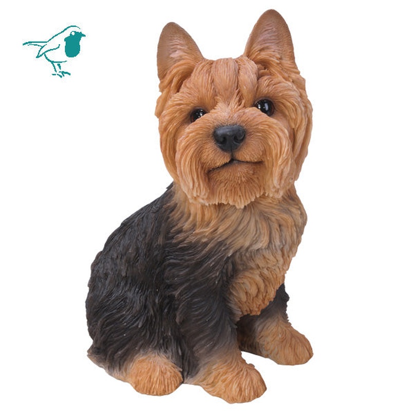 Yorkshire Terrier Sitting B