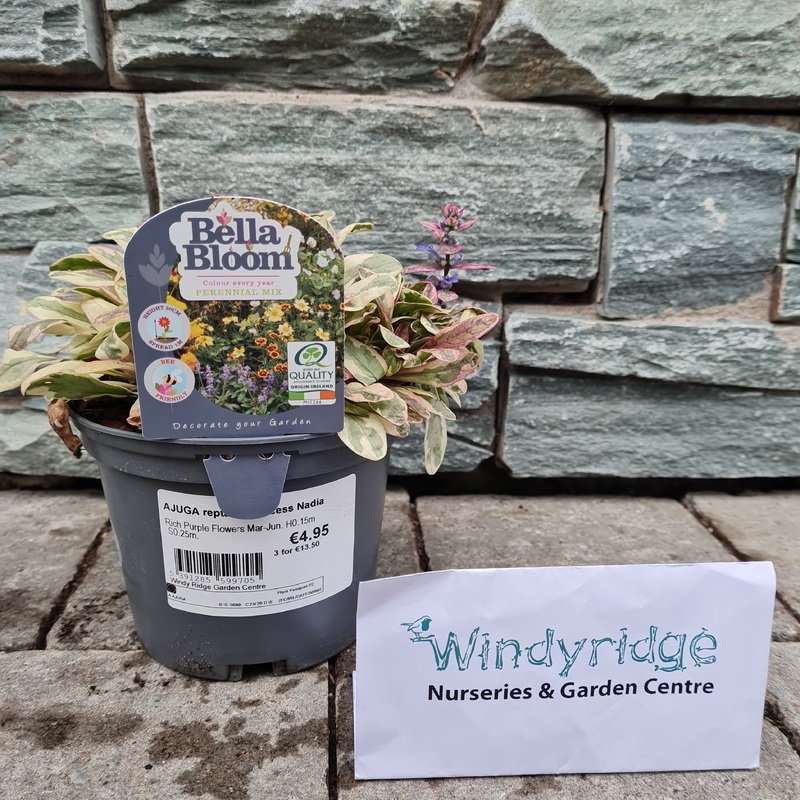 AJUGA reptans Princess Nadia