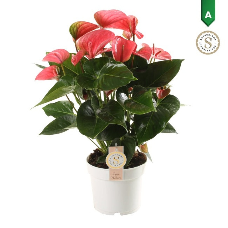 Anthurium and. Pink Champion  P17