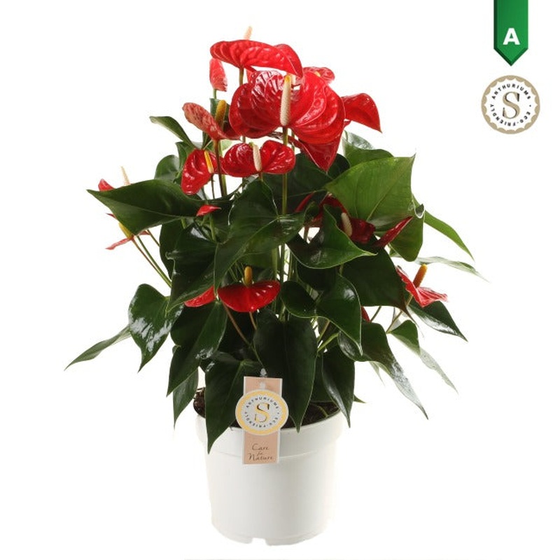 Anthurium and. Red Champion  P17