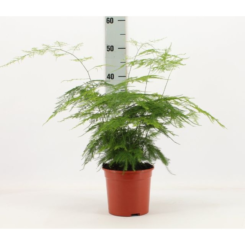 Asparagus Fern Asparagus Setaceus (15cm Pot)