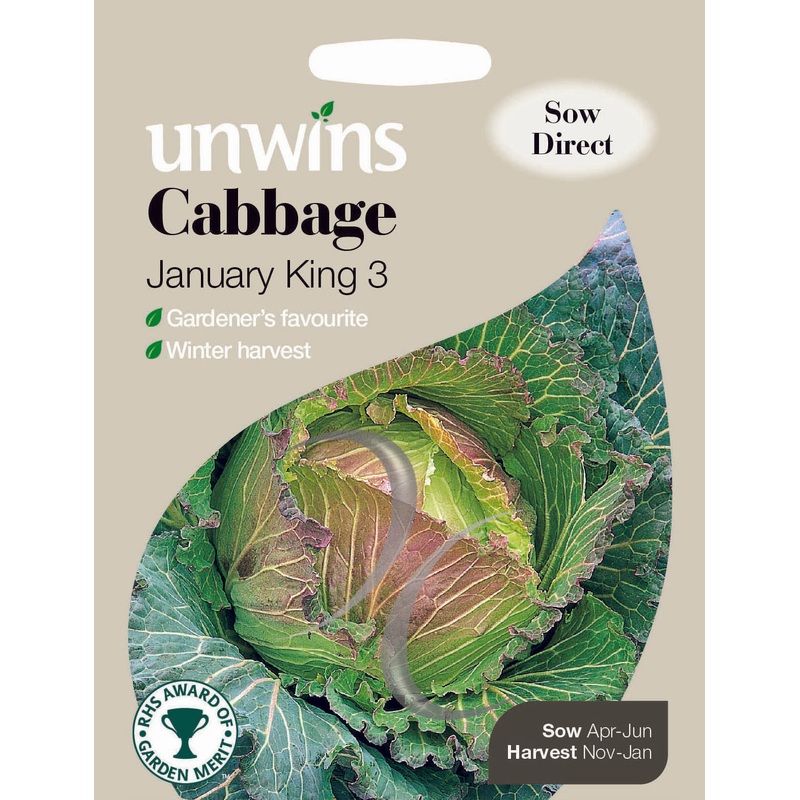 Cabbage January King 3