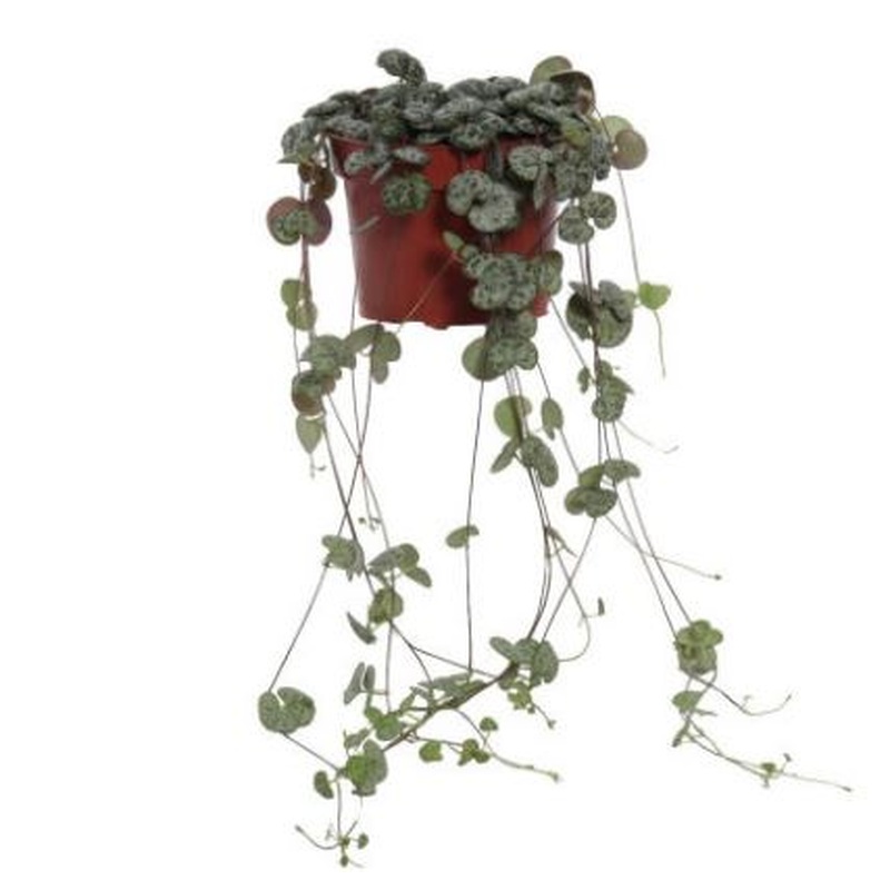 Ceropegia woodii  P12