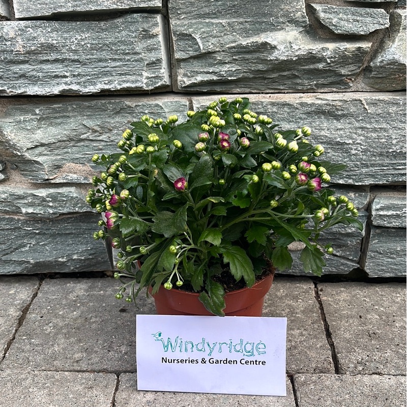 Chrysanthemum Carnaval (13cm Pot)