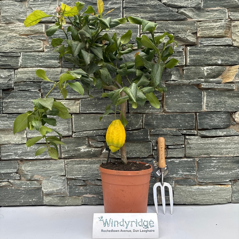 Citrus Lemon  P22, stem