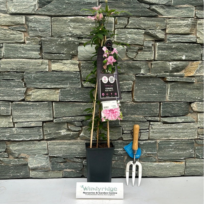 Clematis Multi Pink  S-pot(2,25 L)