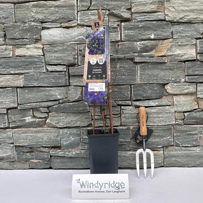 Clematis The President