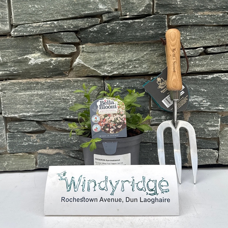 ERIGERON Karvinskianus