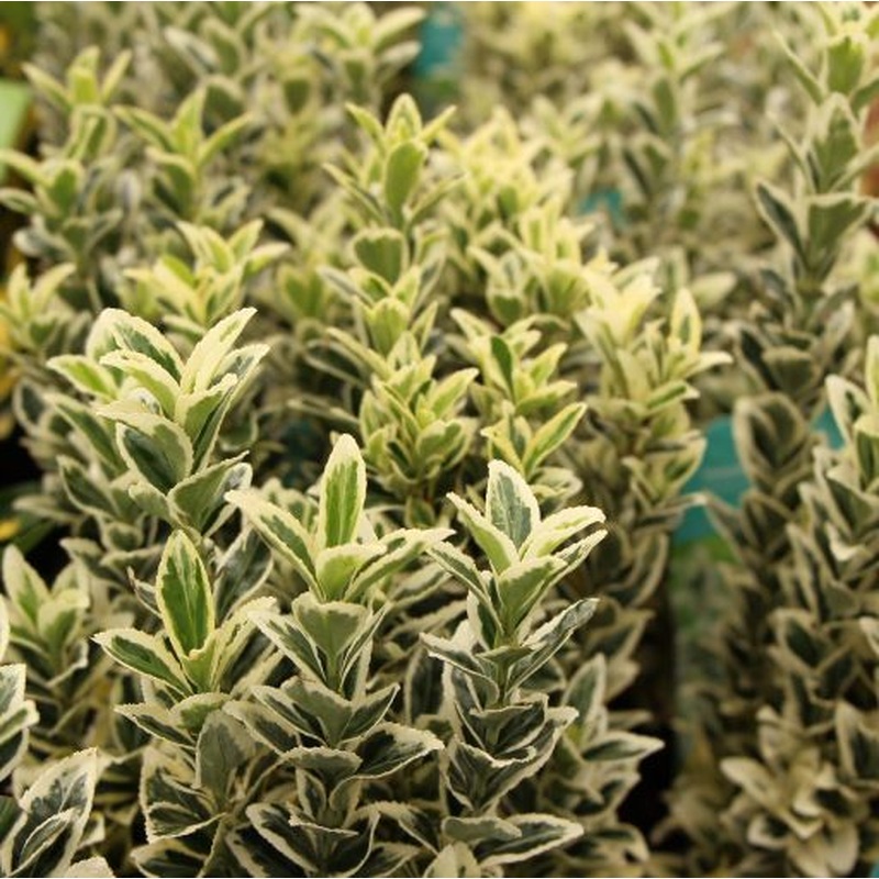 Euonymus jap. White Spire  (2Ltr Pot)