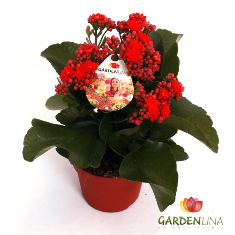 Flaming Katie Kalanchoe Gardenlina Red (12cm Pot)