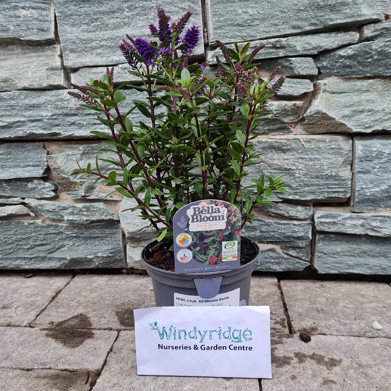 HEBE x hyb. All Blooms Banila