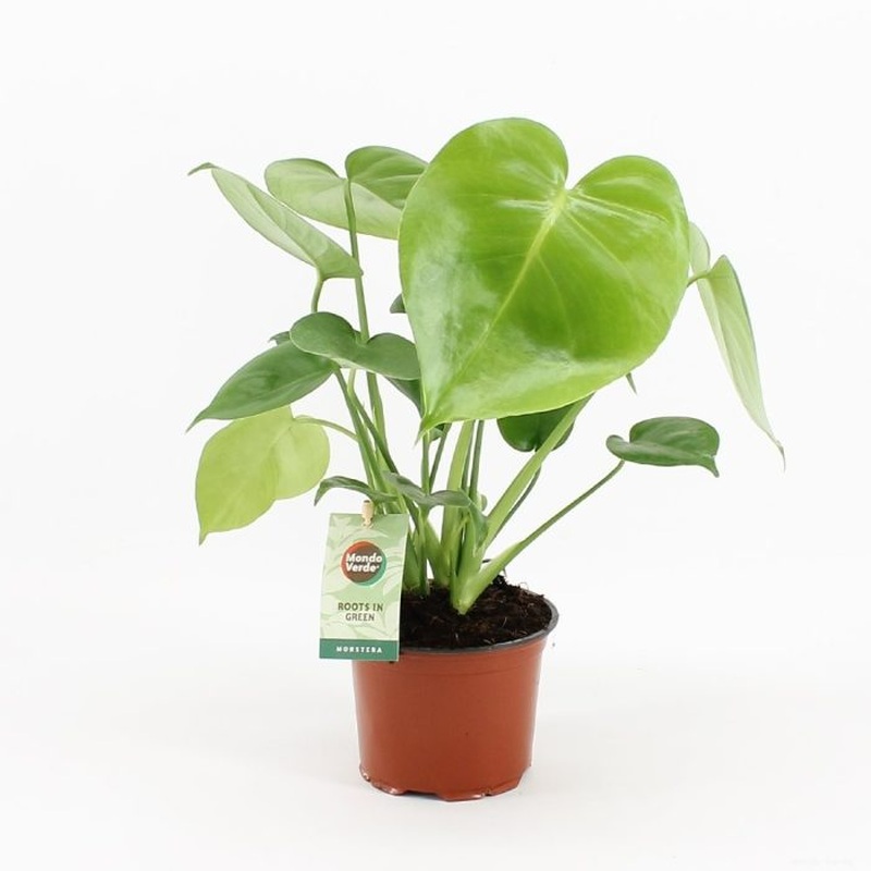 Monstera deliciosa  P12