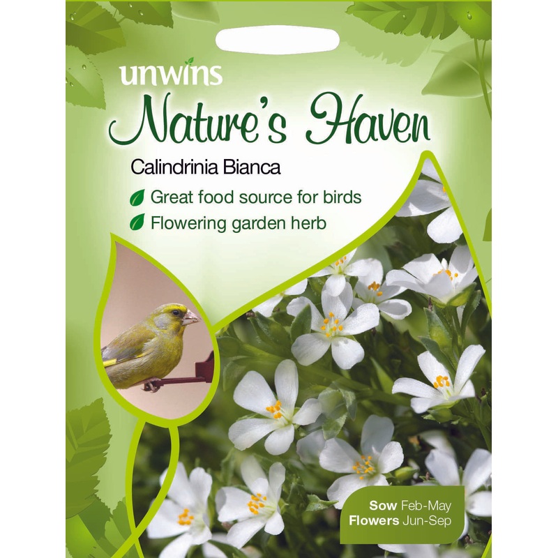 NH Calindrinia Bianca