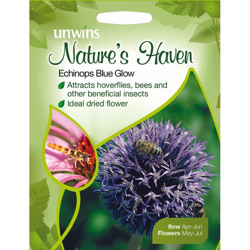 NH Echinops Blue Glow