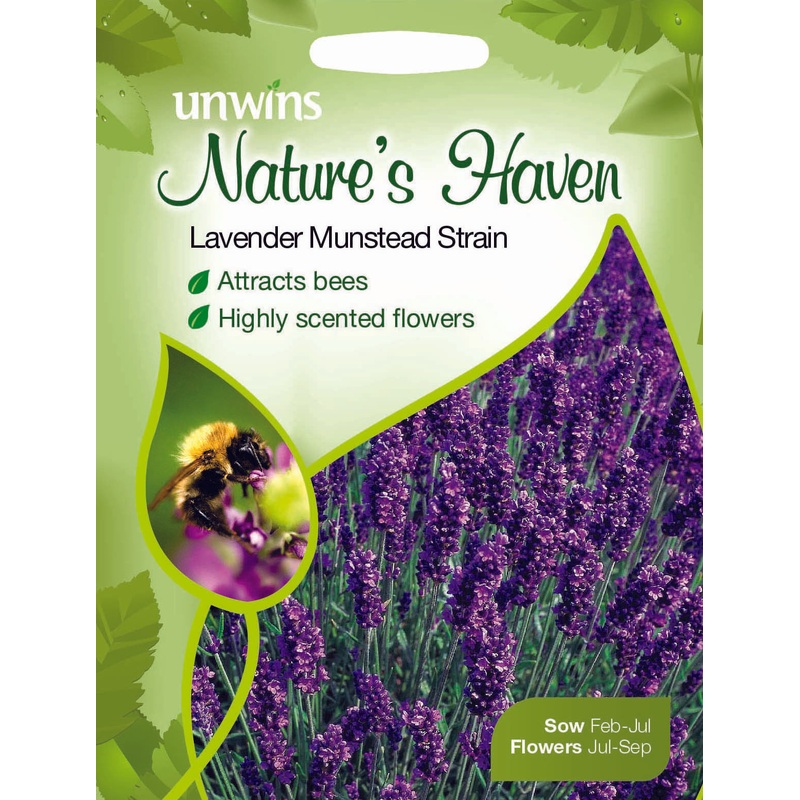 NH Lavender Munstead Strain