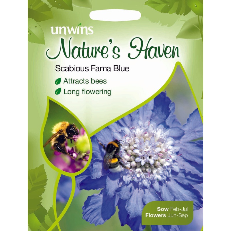 NH Scabious Fama Blue