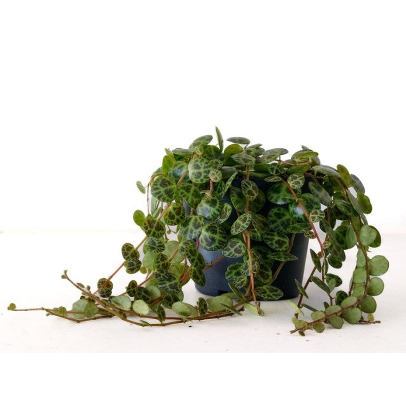 String of Turtles Peperomia Prostrata (8cm Pot)