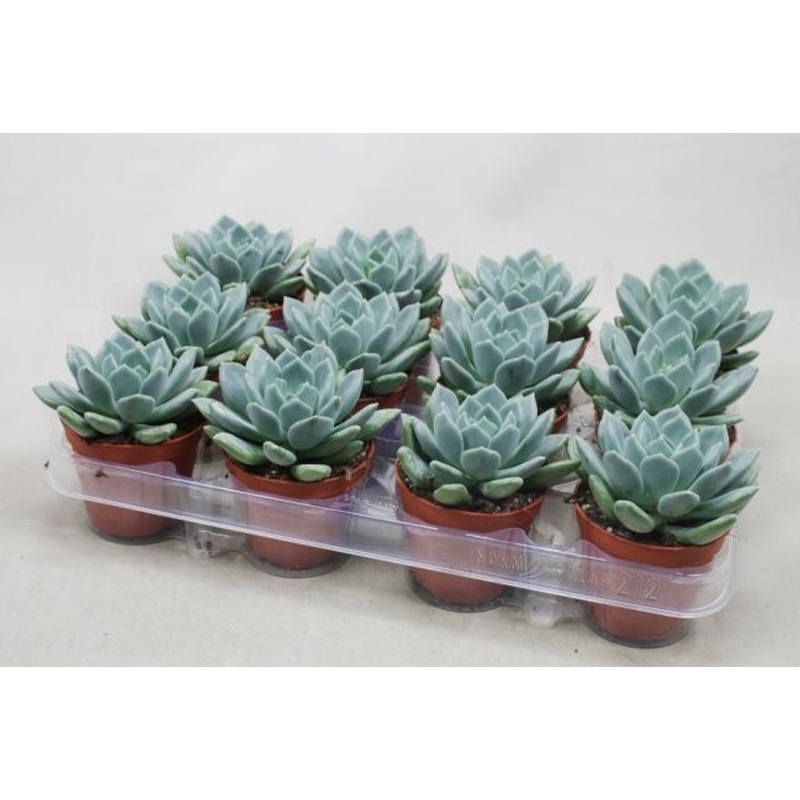 Succulent Pachyveria corvus  (8.5cm Pot)