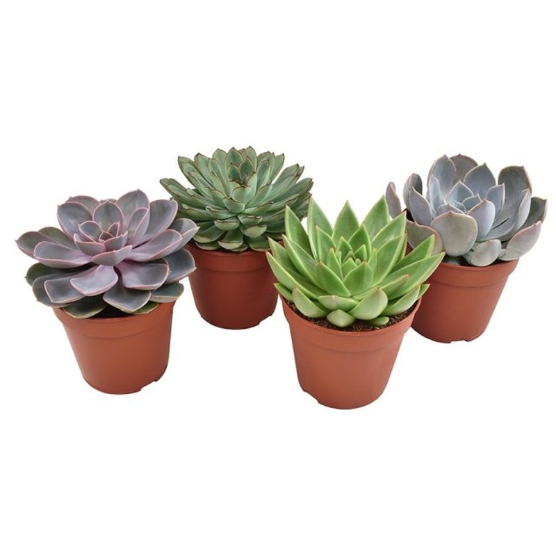 Succulent Plant Echeveria mix  (12cm Pot)
